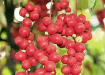Mitolyn - Ingredients